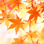 東福寺の紅葉2019 混雑状況をリアルタイムで調べる方法! 平日&土日・見頃時期で穴場はいつ?