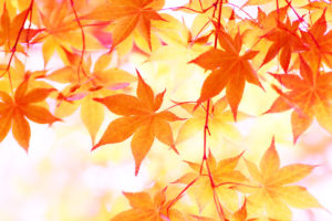 東福寺の紅葉2019 混雑状況をリアルタイムで調べる方法！ 平日＆土日・見頃時期で穴場はいつ？